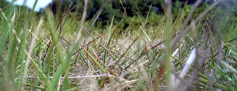 GRASS054.jpg